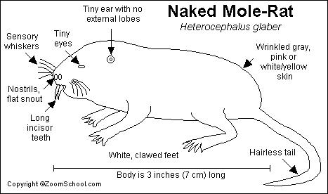 Tracking Naked Mole-Rats