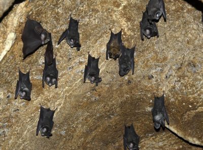 Did SARS-Covid 19 originate in bats?
