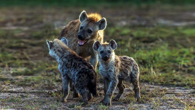 The spotted hyena most misunderstood of all predators.