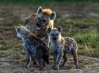 The spotted hyena most misunderstood of all predators.