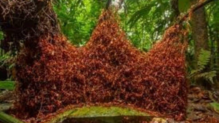 The army ant kills with their massive numbers