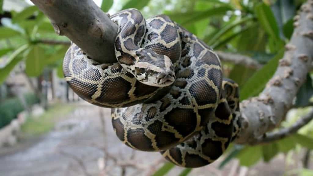 The Burmese Python