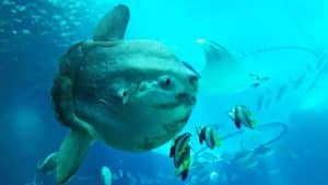 An Ocean Sunfish