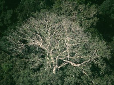 A Rainforest Death