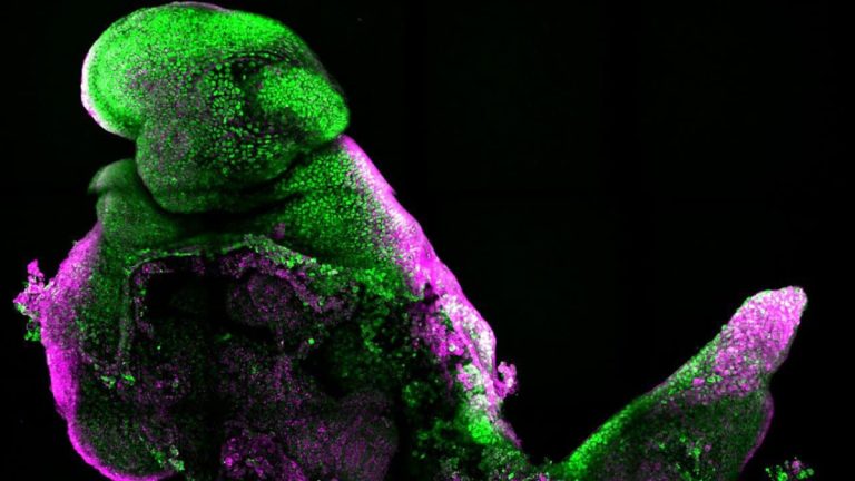 Synthetic mice embryos with brains and hearts