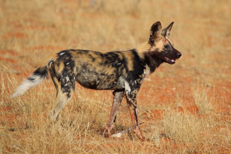 African wild dog one of the most endangered mammals