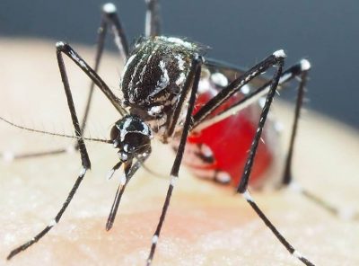 Is Mosquito pesticide failing