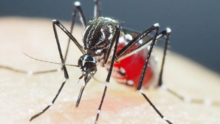 Is Mosquito pesticide failing