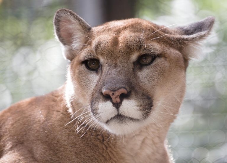 The Cougar is a big cat with many names