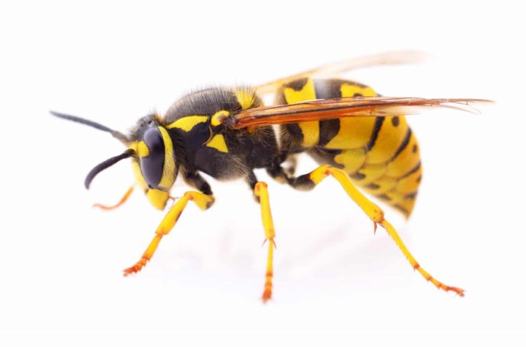 Are you afraid of Wasps?